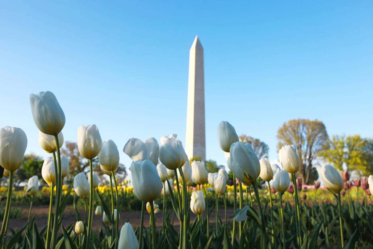 Washington Monument