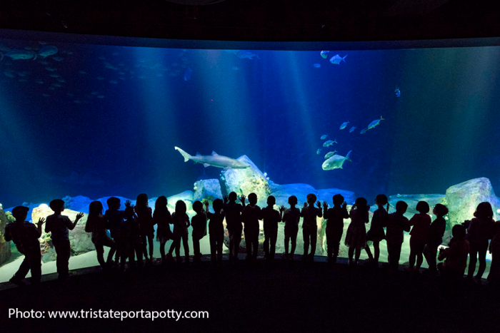 Aquarium New York - Aquarium New York 700x467